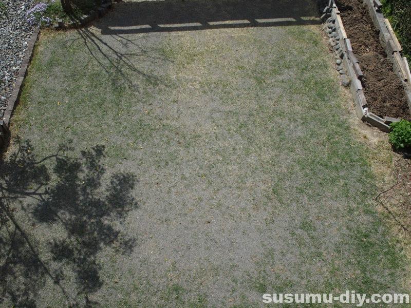 芝生再生への道 6 4月 44日後 芝生に穂が出てきたんで 今シーズン1回目の芝刈りやったよ すすむｄｉｙ Susumu Diy