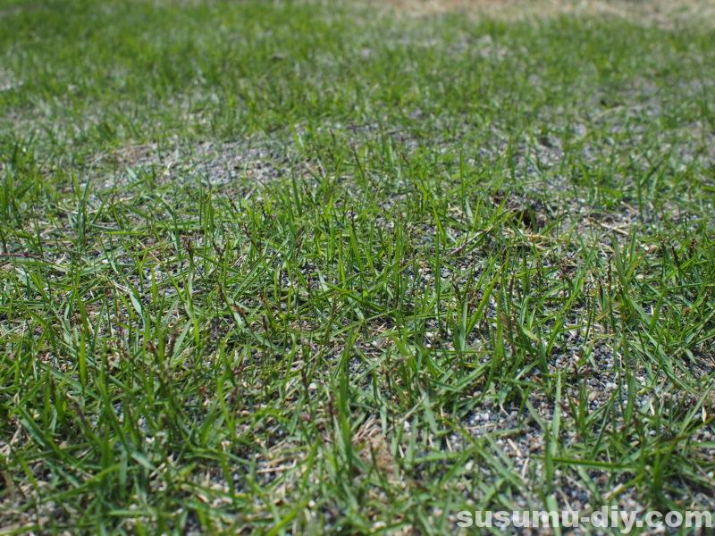 芝生再生への道 6 4月 44日後 芝生に穂が出てきたんで 今シーズン1回目の芝刈りやったよ すすむｄｉｙ Susumu Diy