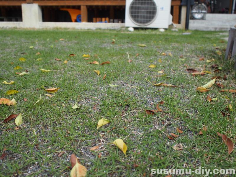 庭木 シマトネリコ 価格800円で購入後 ７年間の成長記録 剪定 虫 花 植える前に知っておきたいデメリットとは すすむｄｉｙ Susumu Diy