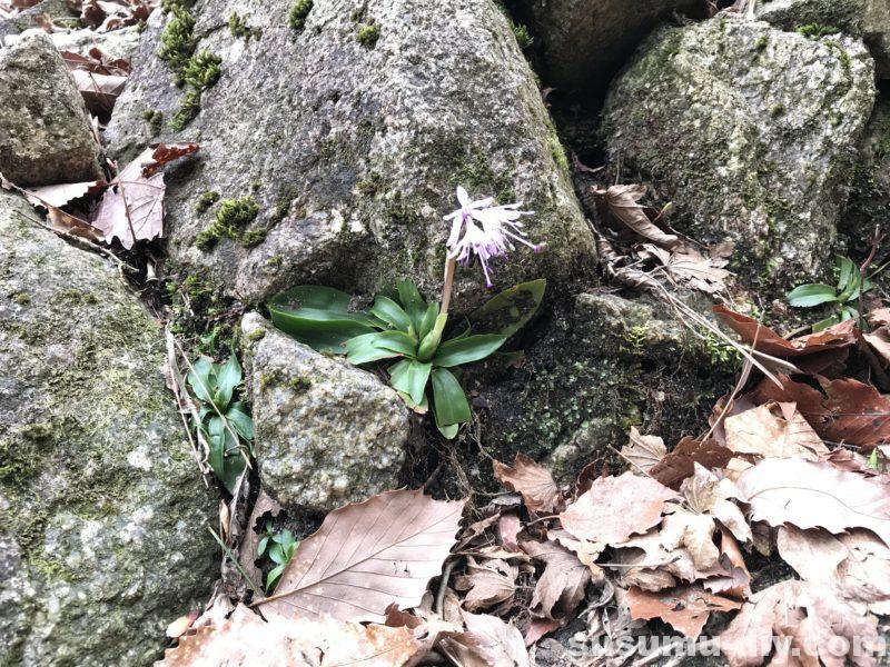 朝明駐車場 杉峠 トレッキング 登山 山登り trekking 鈴鹿 鈴鹿山脈 鈴鹿セブン 鈴鹿セブンマウンテン 鈴鹿の奥座敷 イブネ クラシ イブネ・クラシ 御在所岳 雨乞岳 鎌ヶ岳 入道ヶ岳 釈迦ヶ岳 竜ヶ岳 藤原岳 御池岳 三重県の山 ファミリー登山 自然 山 山ガール