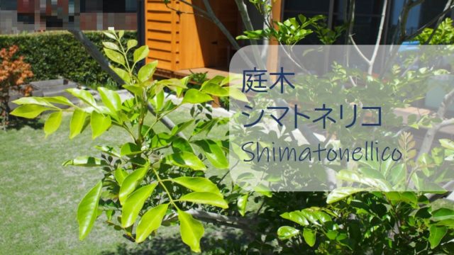 庭木 シマトネリコ 価格800円で購入後 ７年間の成長記録 剪定 虫 花 植える前に知っておきたいデメリットとは すすむｄｉｙ Susumu Diy