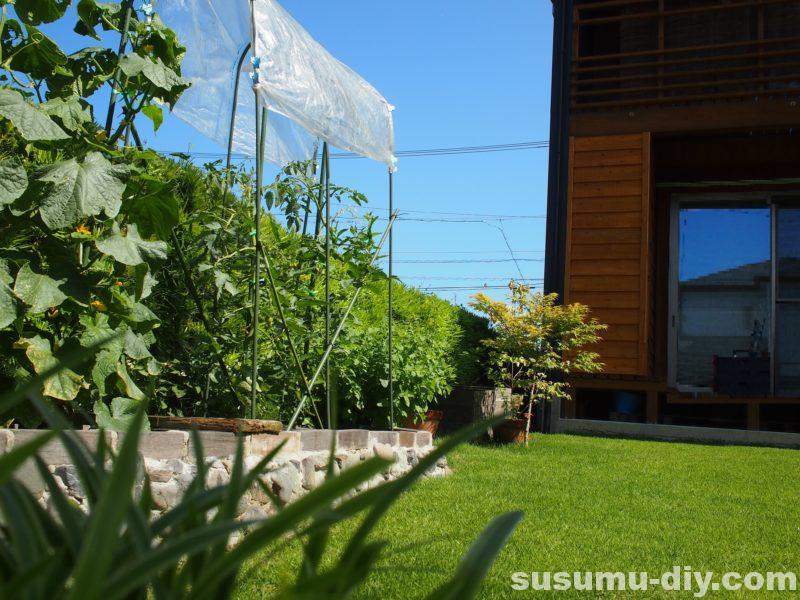 芝生再生への道 12 6月 107日後 芝刈り７回目 頻度２週1回 密度を上げるために目土入れ ランナーの伸びやすい環境を整えよう 高麗芝 すすむｄｉｙ Susumu Diy