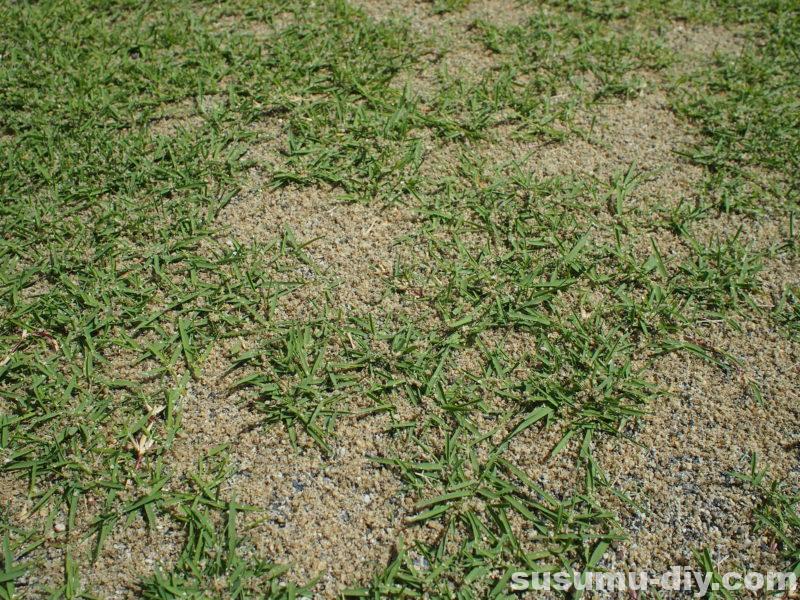 芝生再生への道 12 6月 107日後 芝刈り７回目 頻度２週1回 密度を上げるために目土入れ ランナーの伸びやすい環境を整えよう 高麗芝 すすむｄｉｙ Susumu Diy