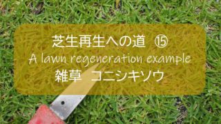 芝生再生への道 14 7月 127日後 芝刈り10回目 頻度週１ 時期あってる 試しにサッチングしてみたよ 高麗芝 すすむｄｉｙ Susumu Diy