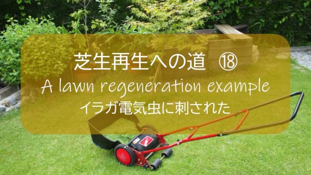 芝生再生 １８ 芝刈り中に 痛い イガラ電気虫に刺された ８月 163日後 芝刈り1４回目 高麗芝 すすむｄｉｙ Susumu Diy