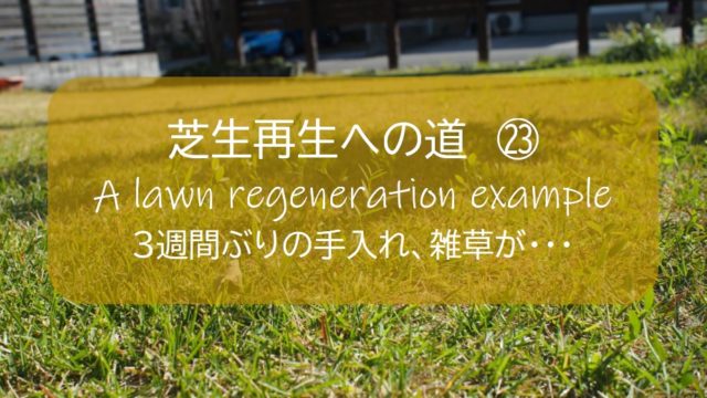 芝生再生 23 ３週間も手入れを放置したら雑草がとんでもないことに 10月 263日後 すすむｄｉｙ Susumu Diy