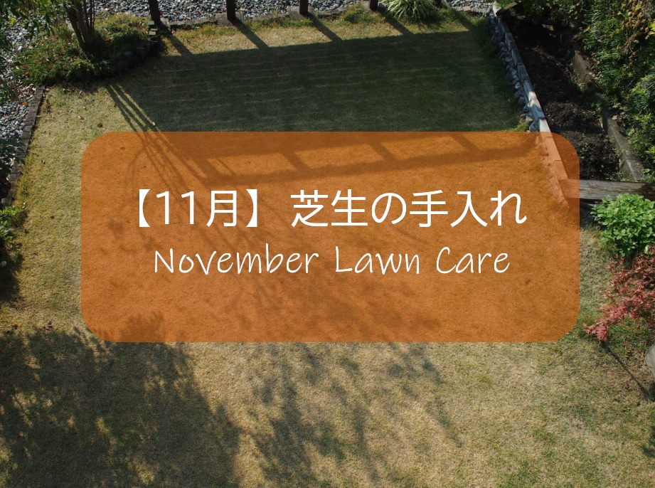 １１月の芝生手入れ 生育が止まり 高麗芝の葉色が落ちる すすむｄｉｙ Susumu Diy