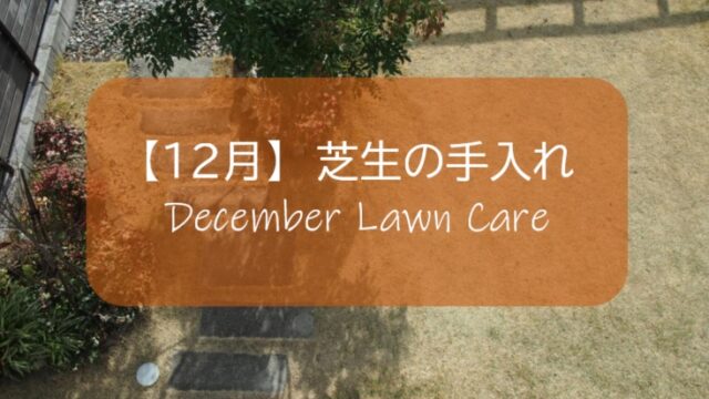 １２月の芝生手入れ 高麗芝は休眠 冬雑草を見つけたら草取りする すすむｄｉｙ Susumu Diy