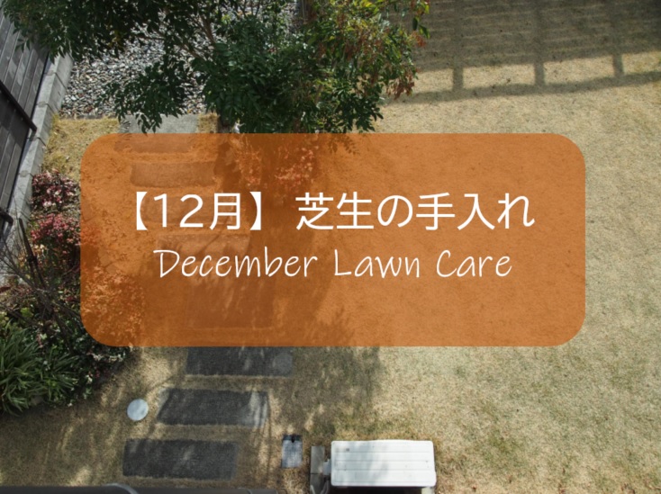 １２月の芝生手入れ 高麗芝は休眠 冬雑草を見つけたら草取りする すすむｄｉｙ Susumu Diy